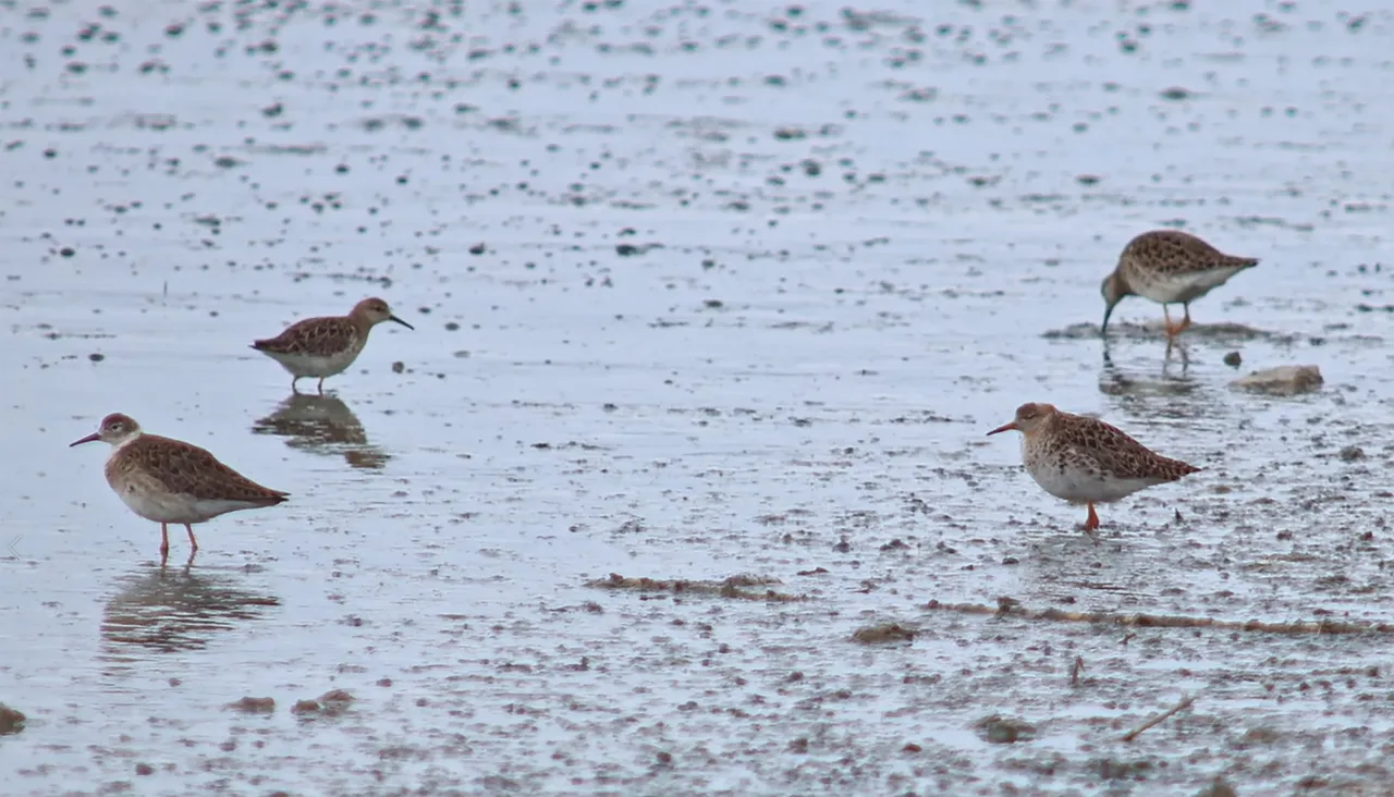 Allı turna döndü, baharı müjdeledi! Fotoğrafçılar Van Gölü'ne koşuyor