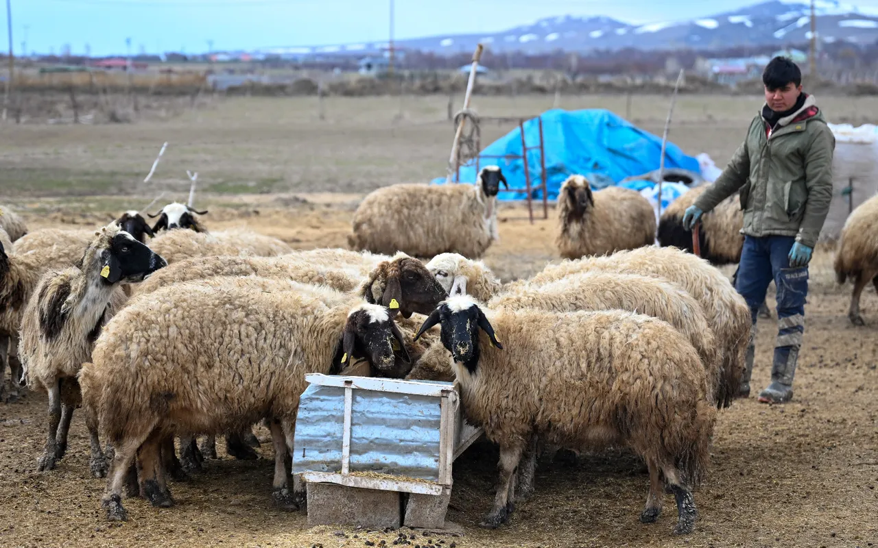 Bakanlığın küçükbaş hayvancılığı büyüten desteği: Köyümde yaşamak için bir 'sürü' nedenim var!