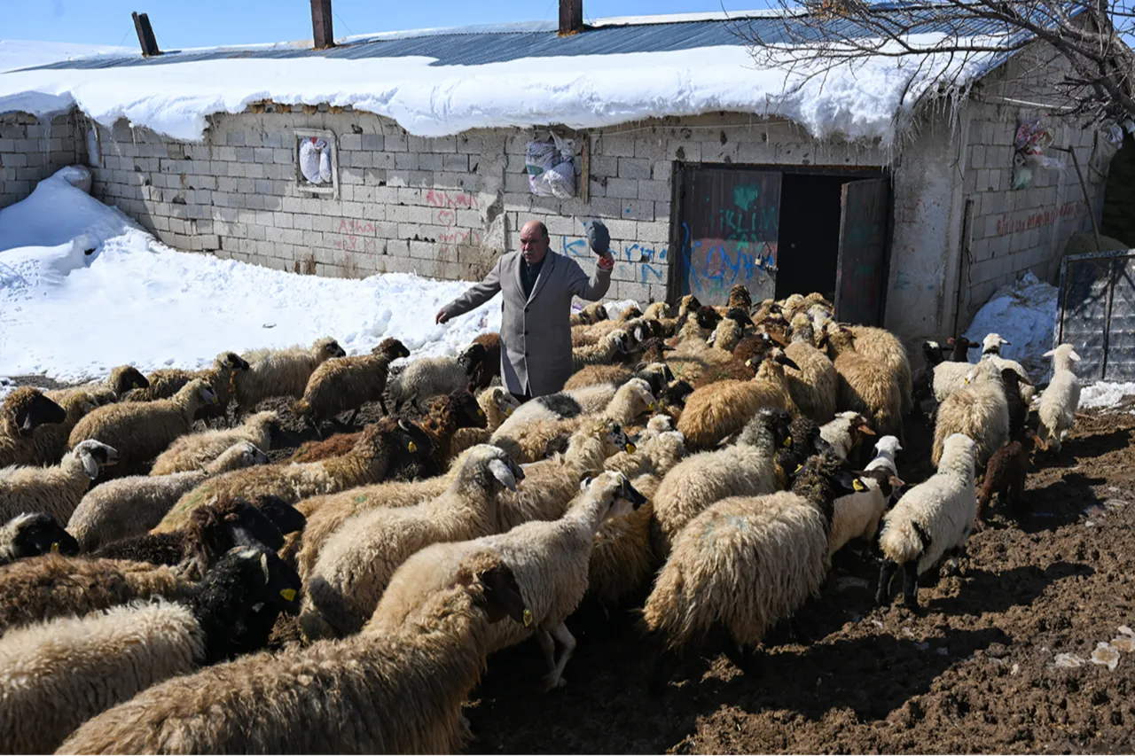Bakanlığın küçükbaş hayvancılığı büyüten projesi: Köyümde yaşamak için bir 'sürü' nedenim var!