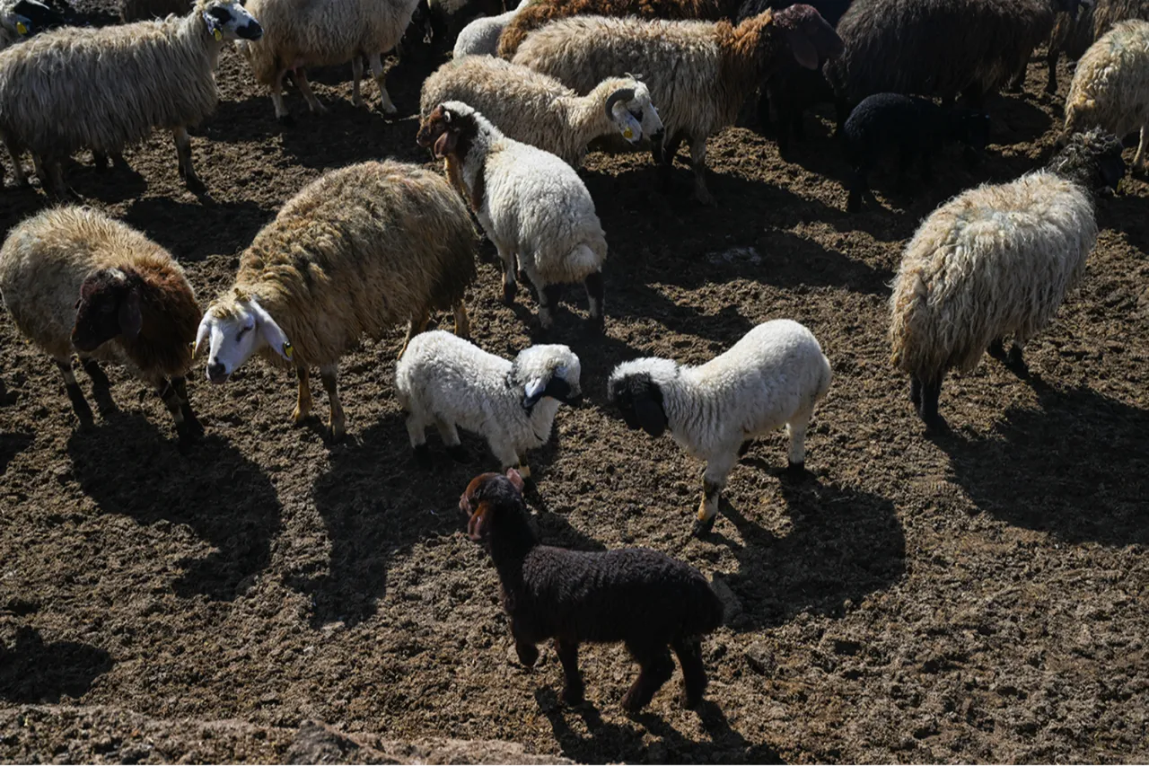 Bakanlığın küçükbaş hayvancılığı büyüten projesi: Köyümde yaşamak için bir 'sürü' nedenim var!