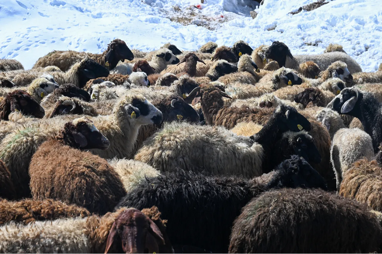 Bakanlığın küçükbaş hayvancılığı büyüten projesi: Köyümde yaşamak için bir 'sürü' nedenim var!
