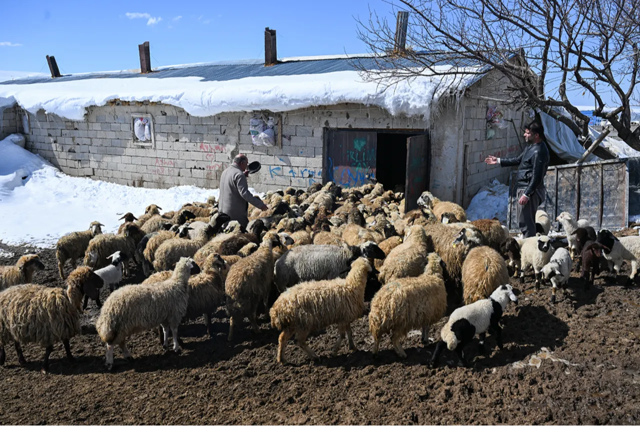 Bakanlığın küçükbaş hayvancılığı büyüten projesi: Köyümde yaşamak için bir 'sürü' nedenim var!