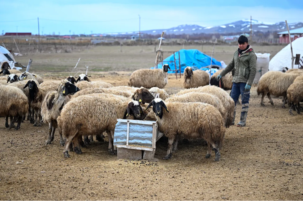 Bakanlığın küçükbaş hayvancılığı büyüten projesi: Köyümde yaşamak için bir 'sürü' nedenim var!