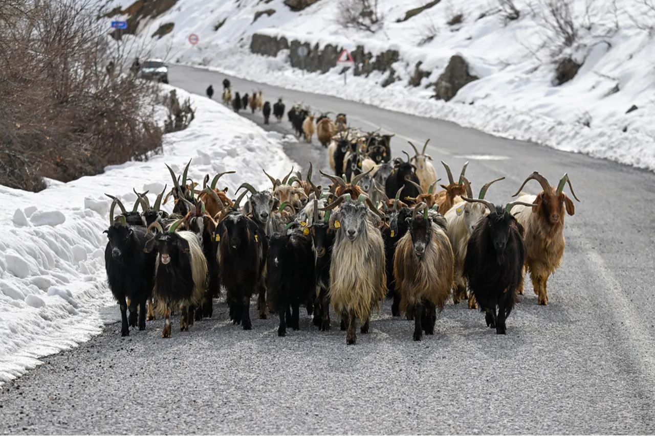 Bakanlığın küçükbaş hayvancılığı büyüten projesi: Köyümde yaşamak için bir 'sürü' nedenim var!