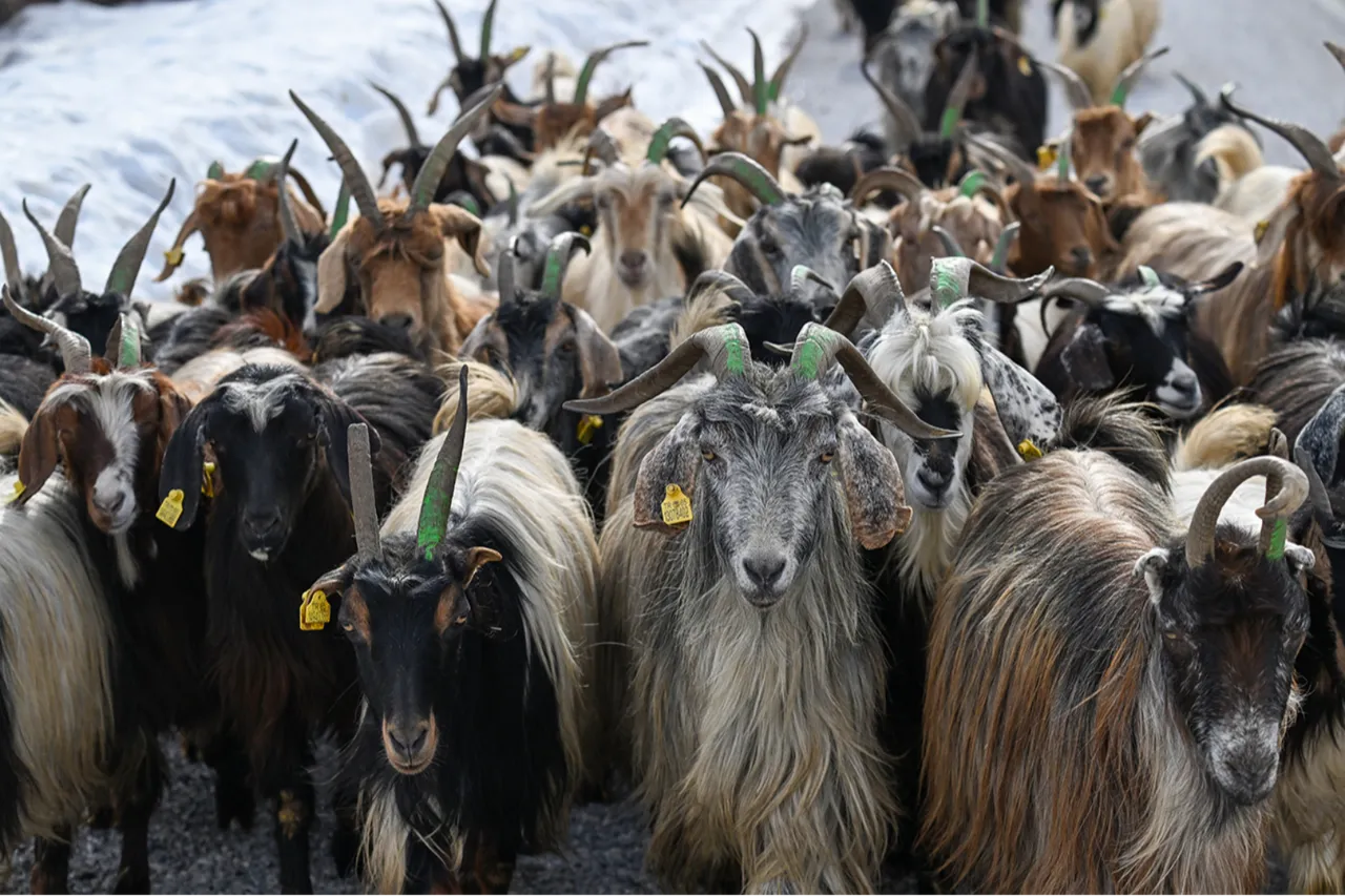 Bakanlığın küçükbaş hayvancılığı büyüten projesi: Köyümde yaşamak için bir 'sürü' nedenim var!