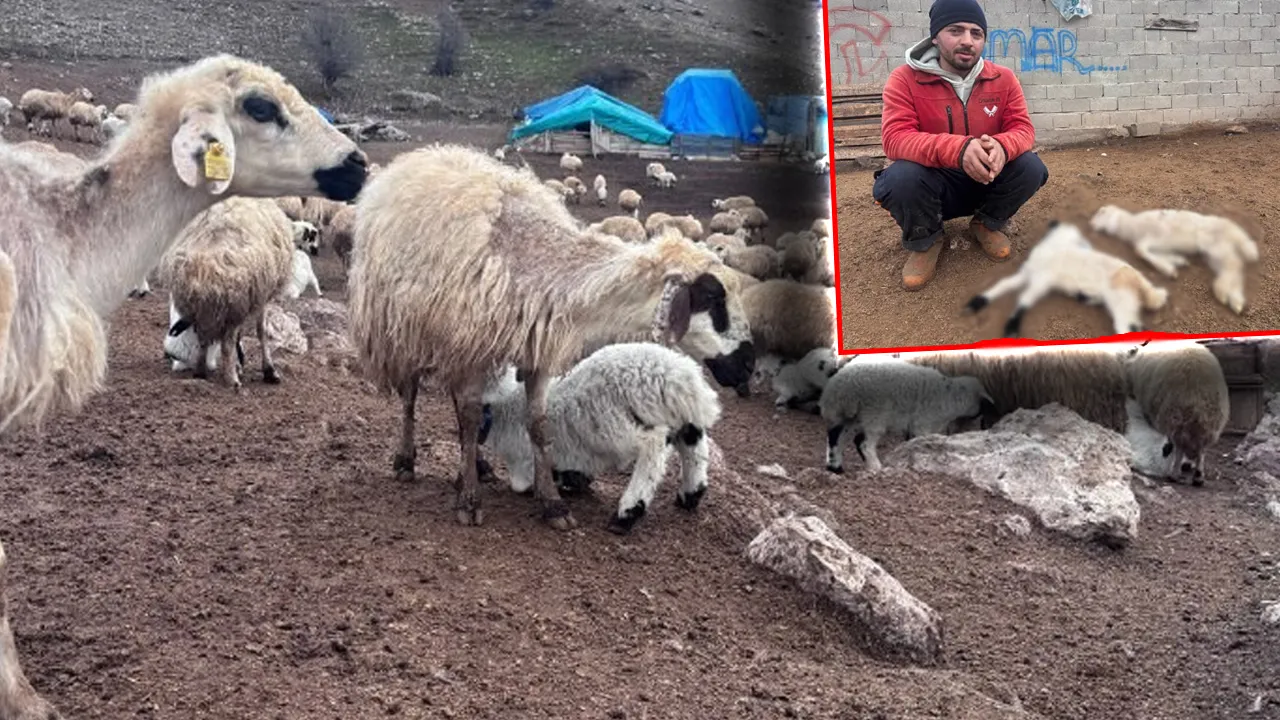 İl genelinde gizemli hastalık alarmı! Kuzular belirti göstermeden bir anda telef oluyor