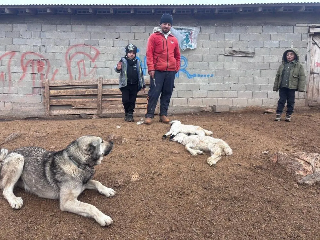 İl genelinde gizemli hastalık alarmı! Kuzular belirti göstermeden bir anda telef oluyor