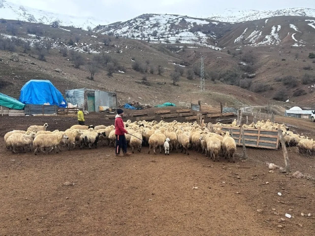İl genelinde gizemli hastalık alarmı! Kuzular belirti göstermeden bir anda telef oluyor
