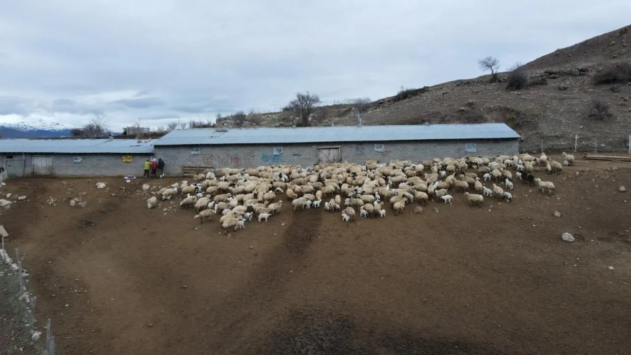 İl genelinde gizemli hastalık alarmı! Kuzular belirti göstermeden bir anda telef oluyor