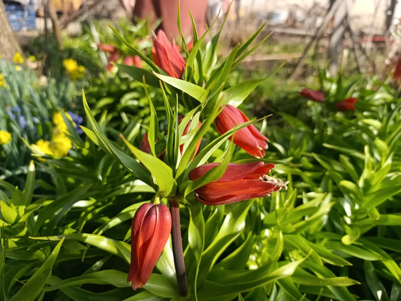 Koparmanın cezası 577 bin lira! Bu köyde evlerin bahçesini "ağlayan gelin" süslüyor