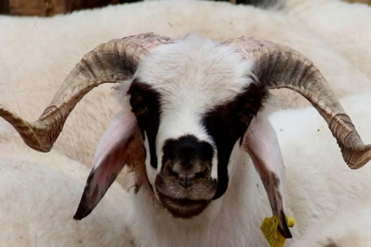 9 günlük tatil umudu Kurbana kaldı! 2026 Kurban Bayramı ne zaman?