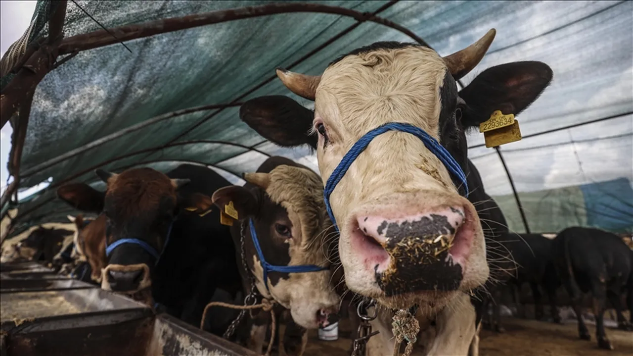 9 günlük tatil umudu Kurbana kaldı! 2026 Kurban Bayramı ne zaman?