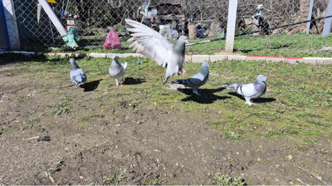 Bu resmen bir hastalık! Her gün 16 km yol gidiyor: Ev parası veren var