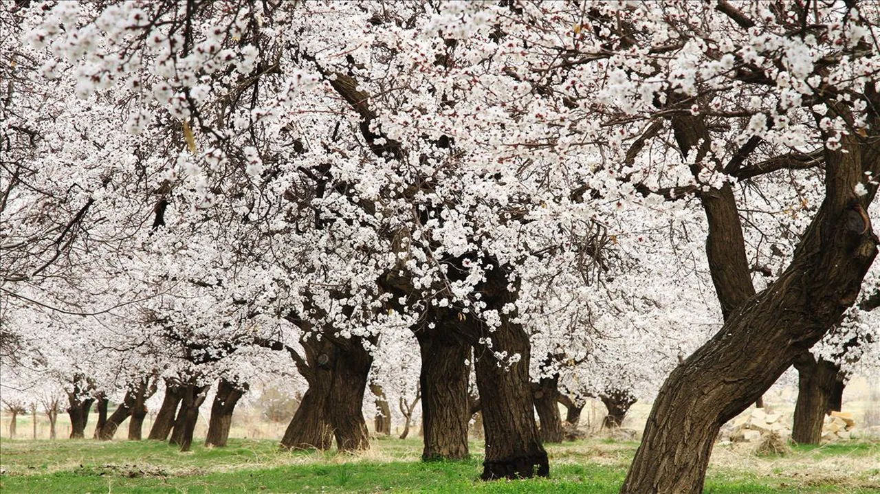 Çiftçilerin korktuğu hastalık! Bulaşınca tedavisi yok, ağaçları 3 yıl kurutuyor