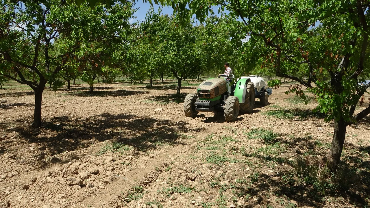 Çiftçilerin korktuğu hastalık! Bulaşınca tedavisi yok, ağaçları 3 yıl kurutuyor