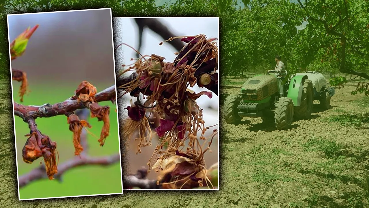 BULAŞINCA TEDAVİSİ YOK!