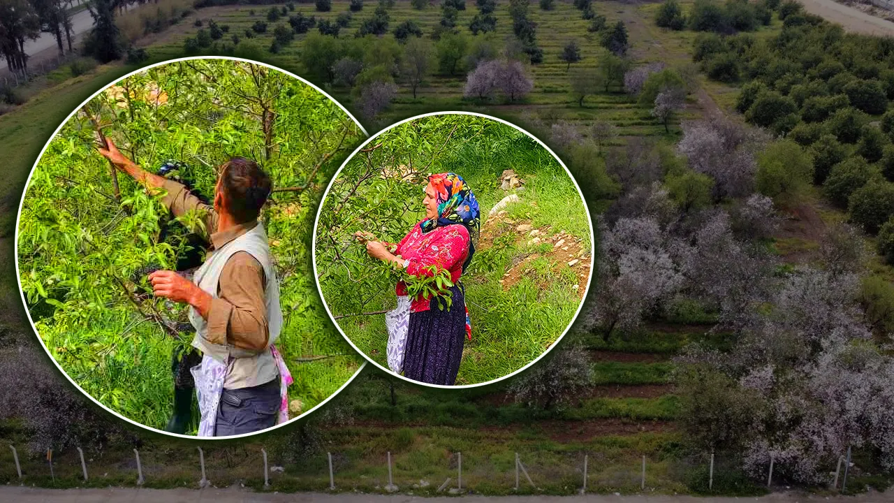 Kilogramı 150 TL! Baharın ilk meyvesinin hasadı başladı