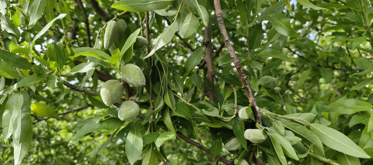 Kilogramı 150 TL! Baharın ilk meyvesinin hasadı başladı