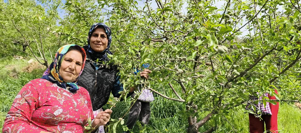 Kilogramı 150 TL! Baharın ilk meyvesinin hasadı başladı