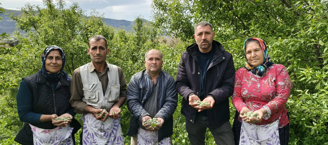 Kilogramı 150 TL! Baharın ilk meyvesinin hasadı başladı