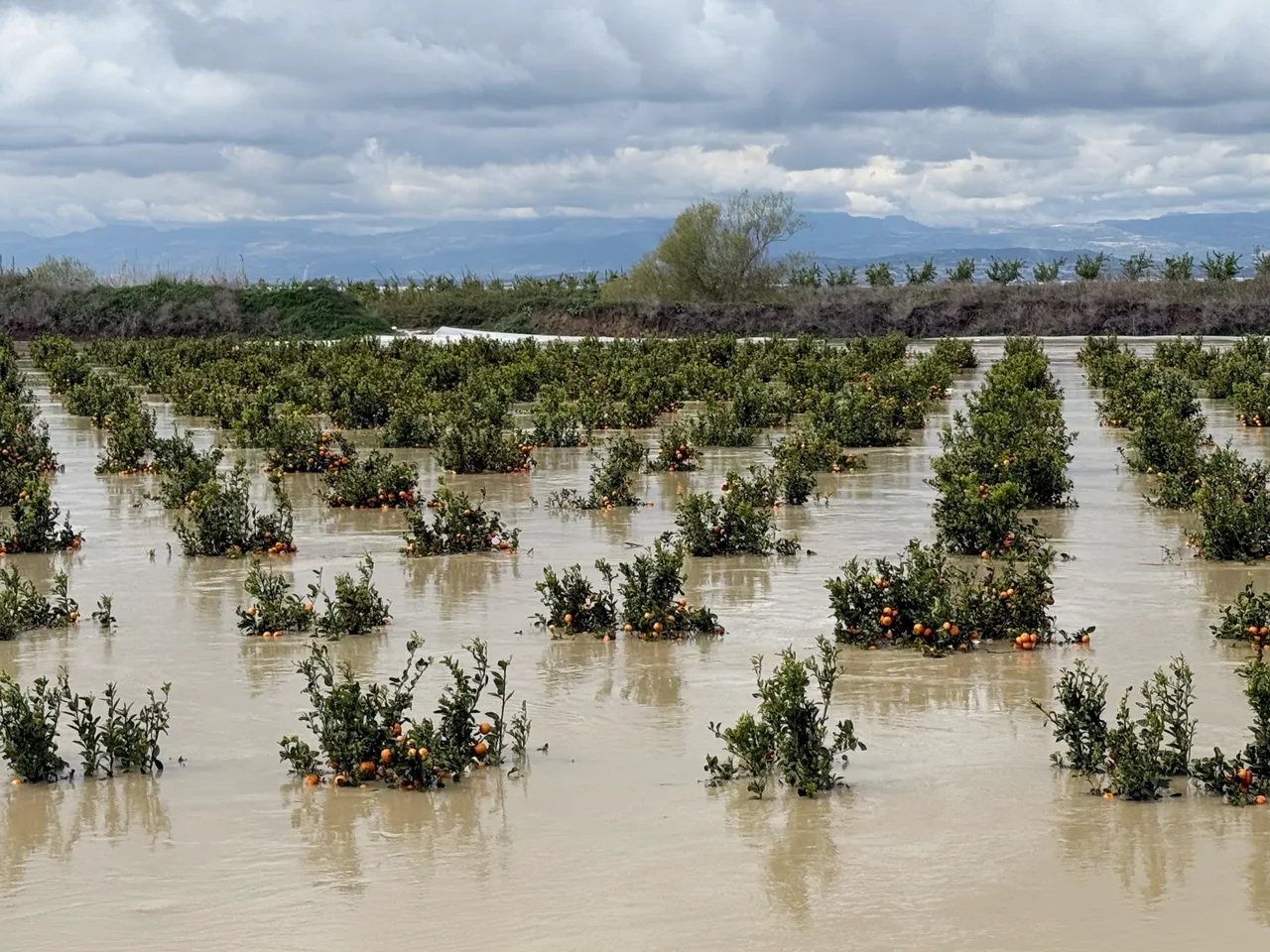 Mersin’de beşinci sel felaketi! 8 bin dönüm tarım arazisi suya gömüldü