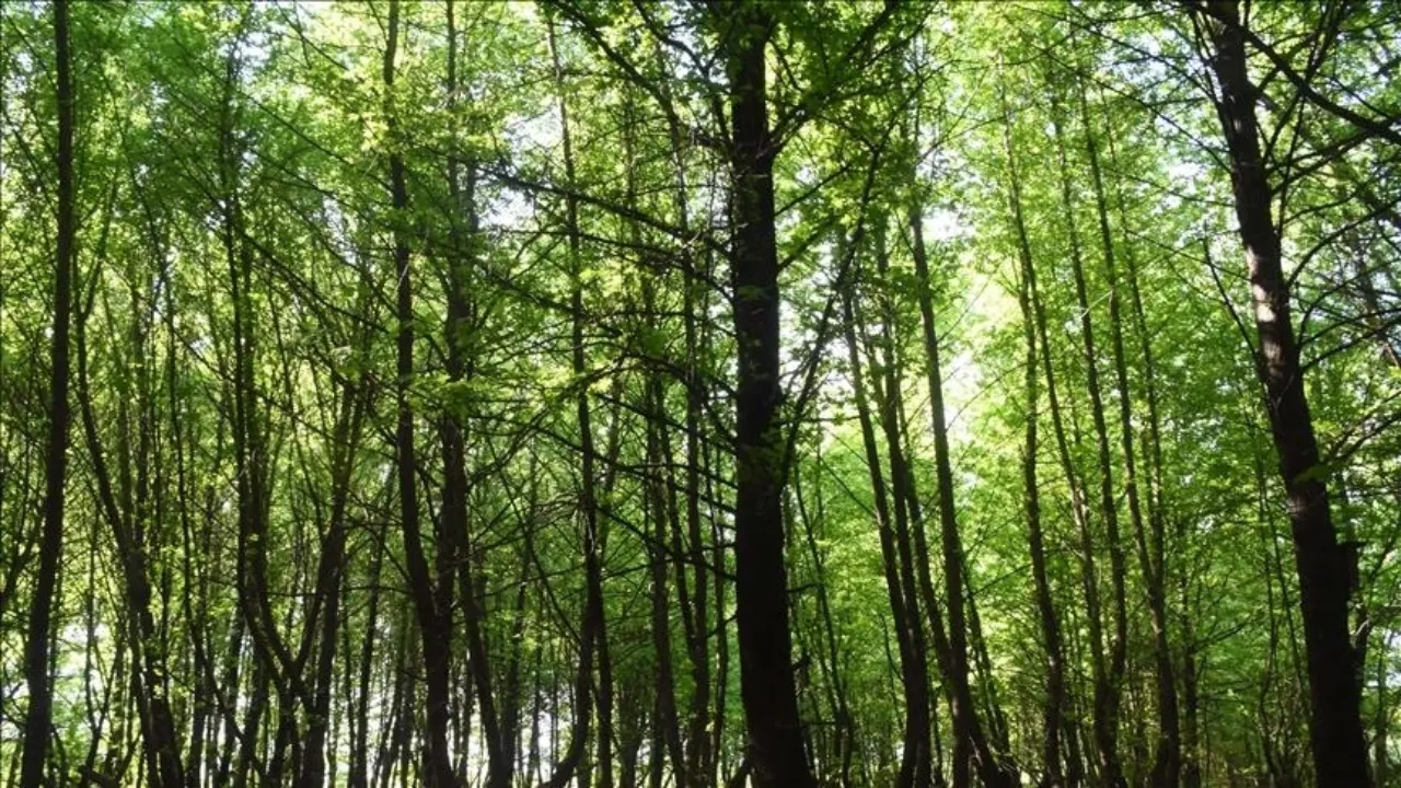 Orman Haftası ne zaman? MEB  