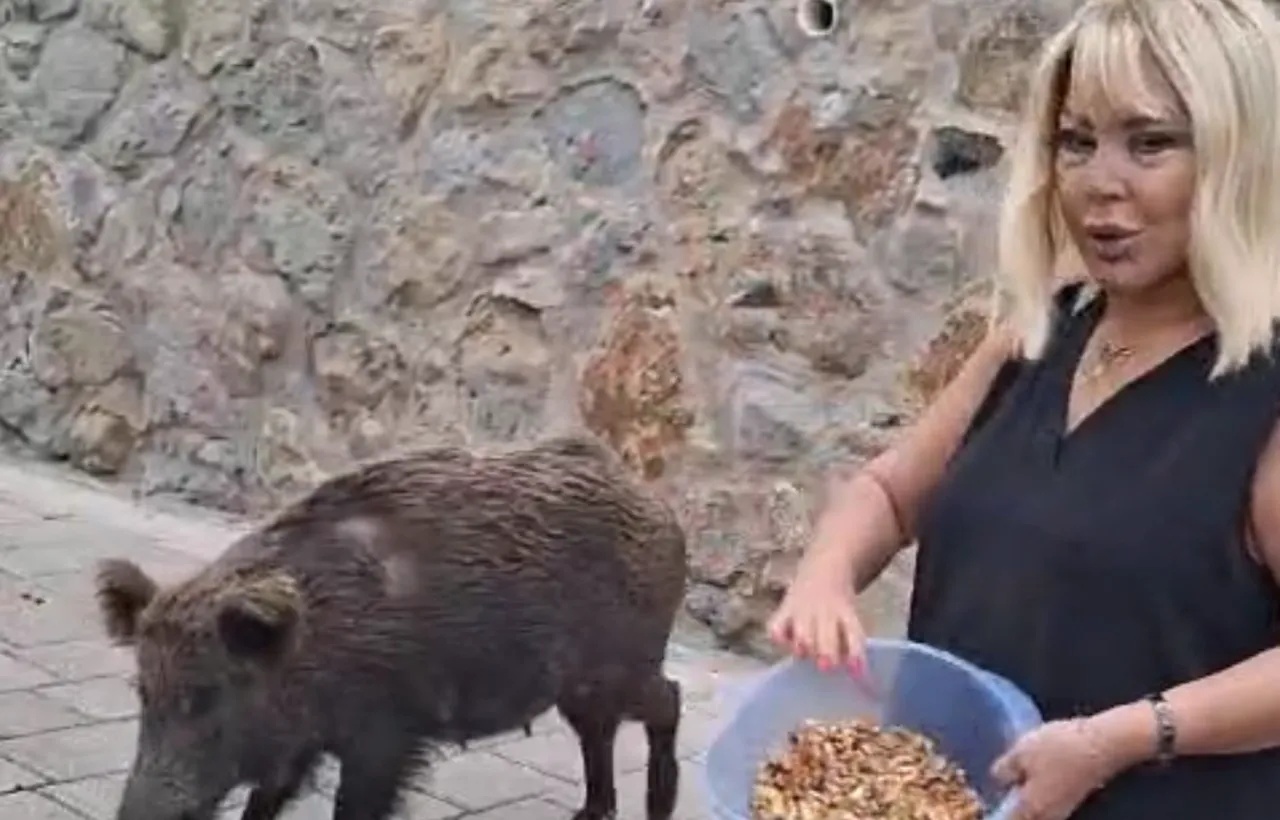 Safiye Soyman Bodrum'daki evinin kapısına gelen yaban domuzunu elleriyle besledi