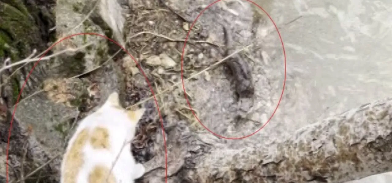 Tunceli'de kedi ile su samurunun saklambaç oyunu gülümsetti