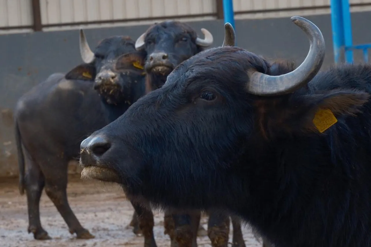 Türkiye'nin yeni "süper" ırkı! Anadolu mandası Hindistanlı "Murrah" ile buluştu, verim tam iki katına çıktı