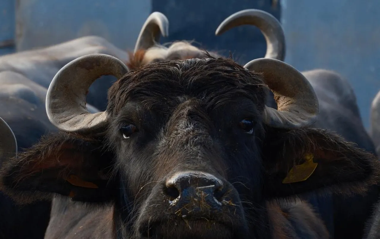 Türkiye'nin yeni "süper" ırkı! Anadolu mandası Hindistanlı "Murrah" ile buluştu, verim tam iki katına çıktı