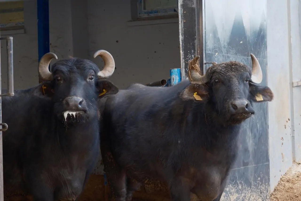 Türkiye'nin yeni "süper" ırkı! Anadolu mandası Hindistanlı "Murrah" ile buluştu, verim tam iki katına çıktı