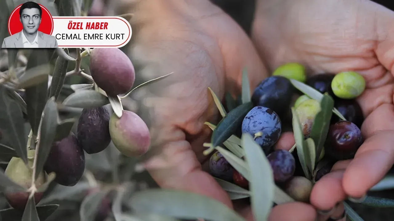 ZEYTİN İÇİN STRATEJİK HAMLE
