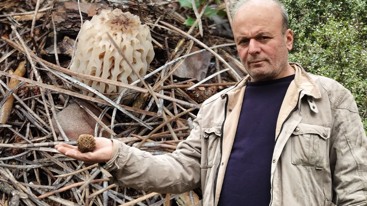 Doğada kendiliğinden yetişiyor, gören altın bulmuş gibi seviniyor! Kilosu 3 bin TL