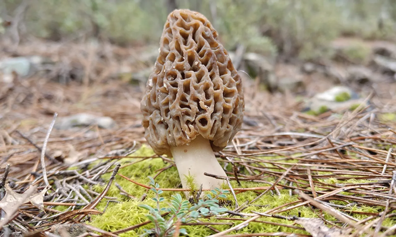 Doğada kendiliğinden yetişiyor, gören altın bulmuş gibi seviniyor! Kilosu 9 bin TL'ye kadar çıkıyor