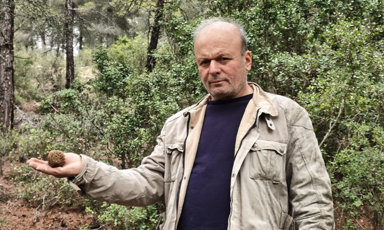 Doğada kendiliğinden yetişiyor, gören altın bulmuş gibi seviniyor! Kilosu 9 bin TL'ye kadar çıkıyor