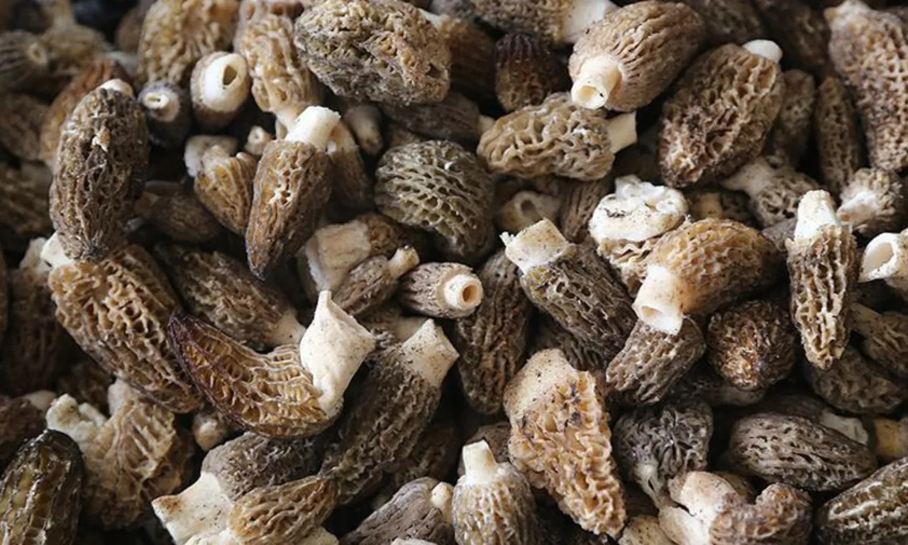 Doğada kendiliğinden yetişiyor, gören altın bulmuş gibi seviniyor! Kilosu 9 bin TL'ye kadar çıkıyor