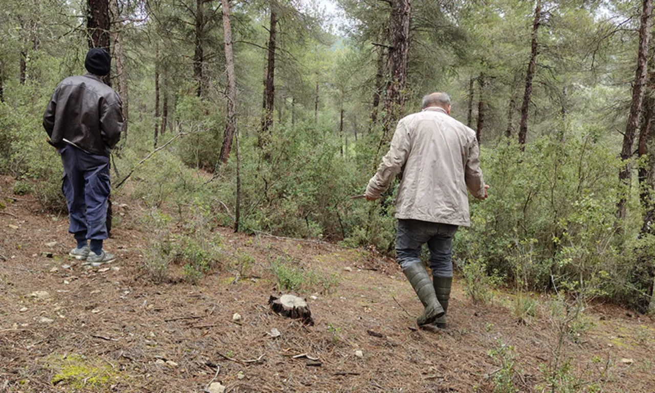 Doğada kendiliğinden yetişiyor, gören altın bulmuş gibi seviniyor! Kilosu 9 bin TL'ye kadar çıkıyor