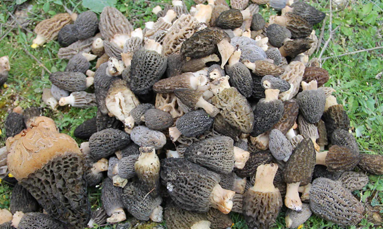 Doğada kendiliğinden yetişiyor, gören altın bulmuş gibi seviniyor! Kilosu 9 bin TL'ye kadar çıkıyor