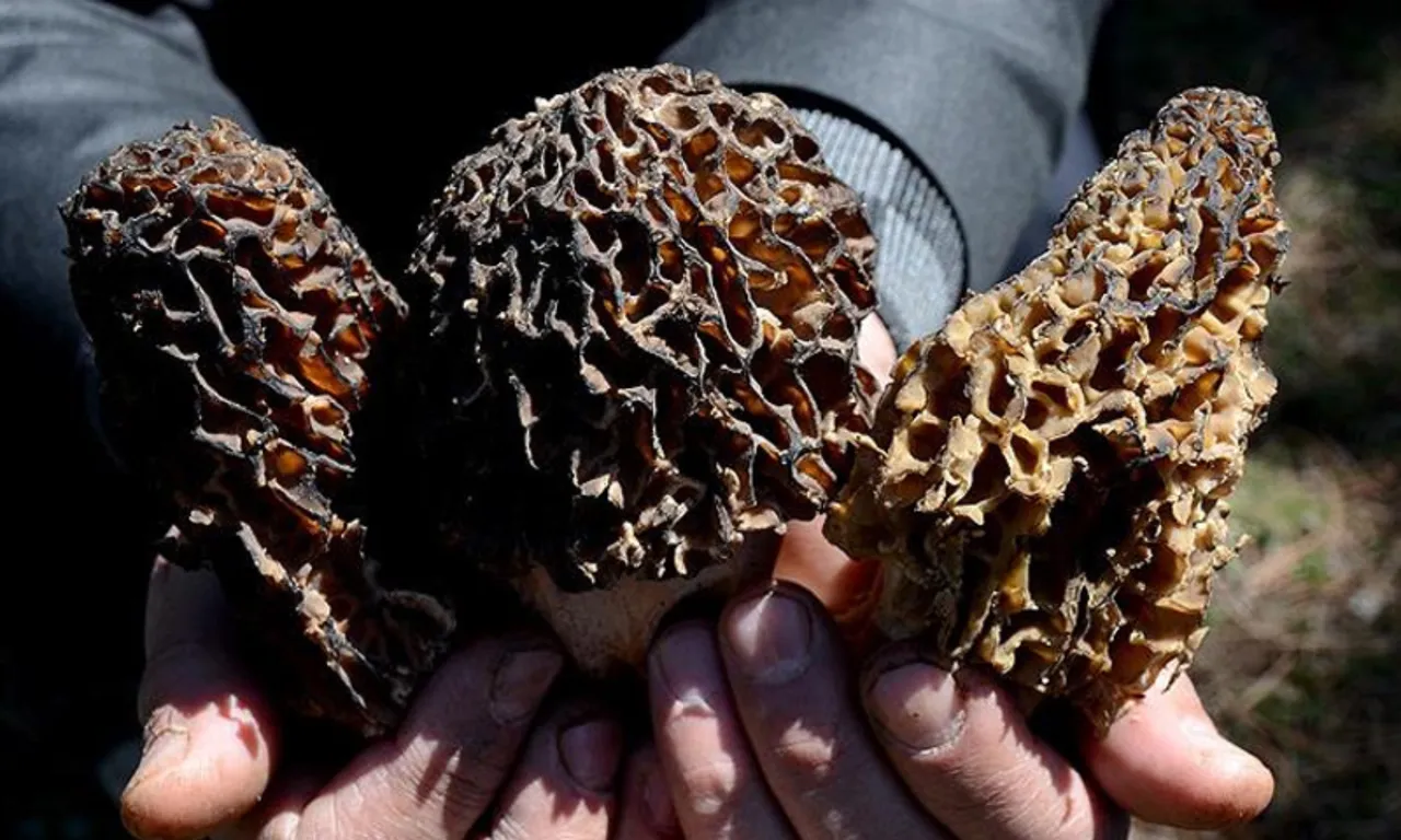 Doğada kendiliğinden yetişiyor, gören altın bulmuş gibi seviniyor! Kilosu 9 bin TL'ye kadar çıkıyor