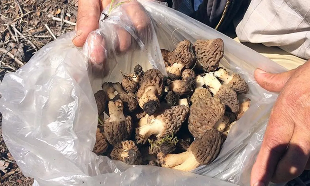 Doğada kendiliğinden yetişiyor, gören altın bulmuş gibi seviniyor! Kilosu 9 bin TL'ye kadar çıkıyor