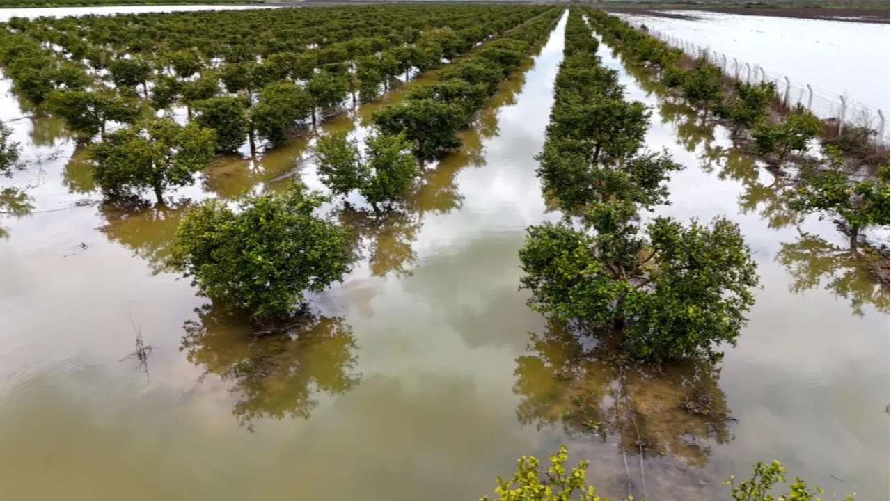 Tarımın başkenti sular altında kaldı! Çiftçinin zararı büyük