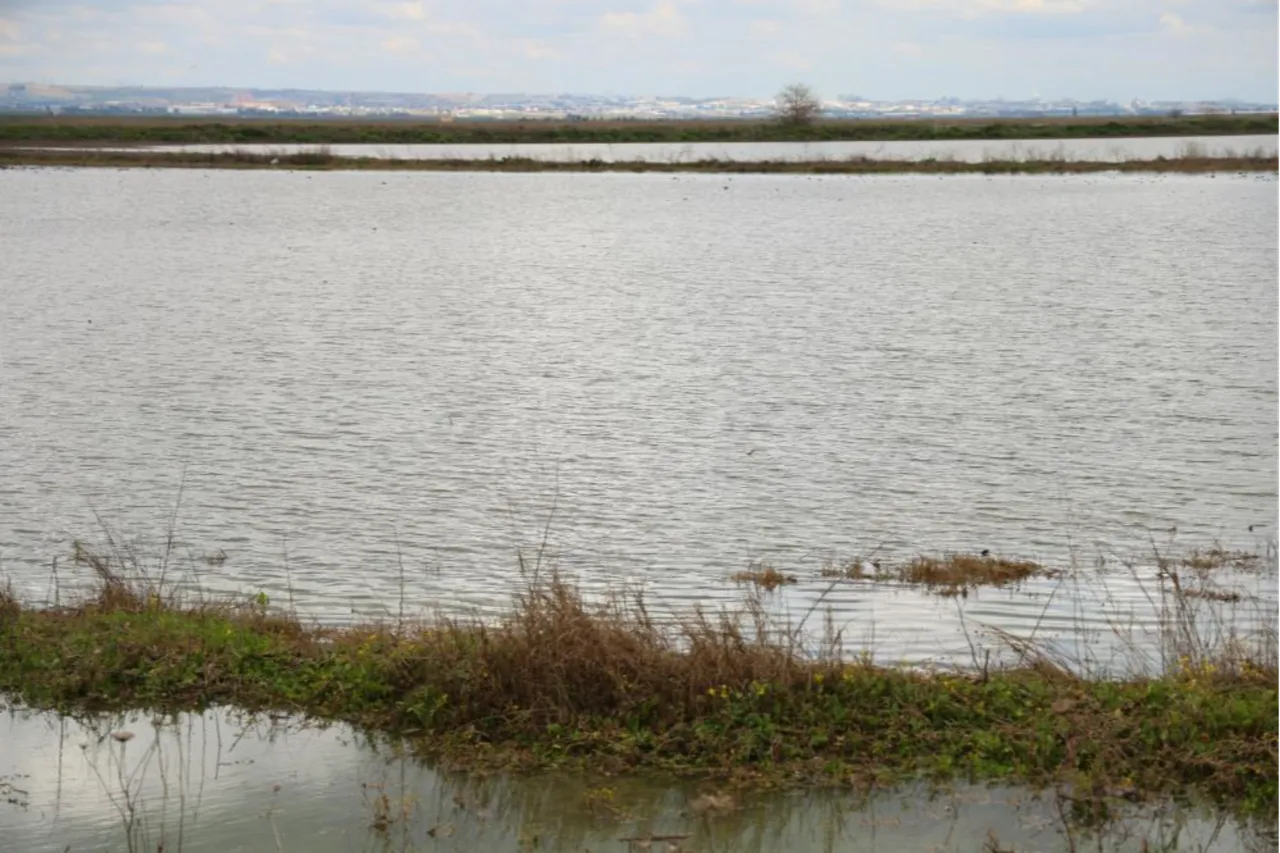 Tarımın başkenti sular altında kaldı! Çiftçinin zararı büyük