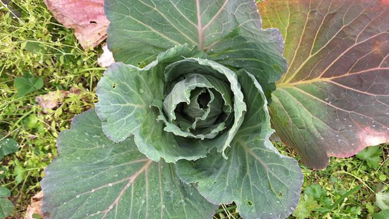 Tarlada çürüyor, pazarda cep yakıyor! Tarımda çarpıcı tablo