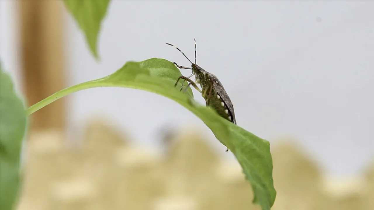 Trabzon’da 18 ilçede alarm! 52 bin evde yapıldı, 35 binine daha yapılacak