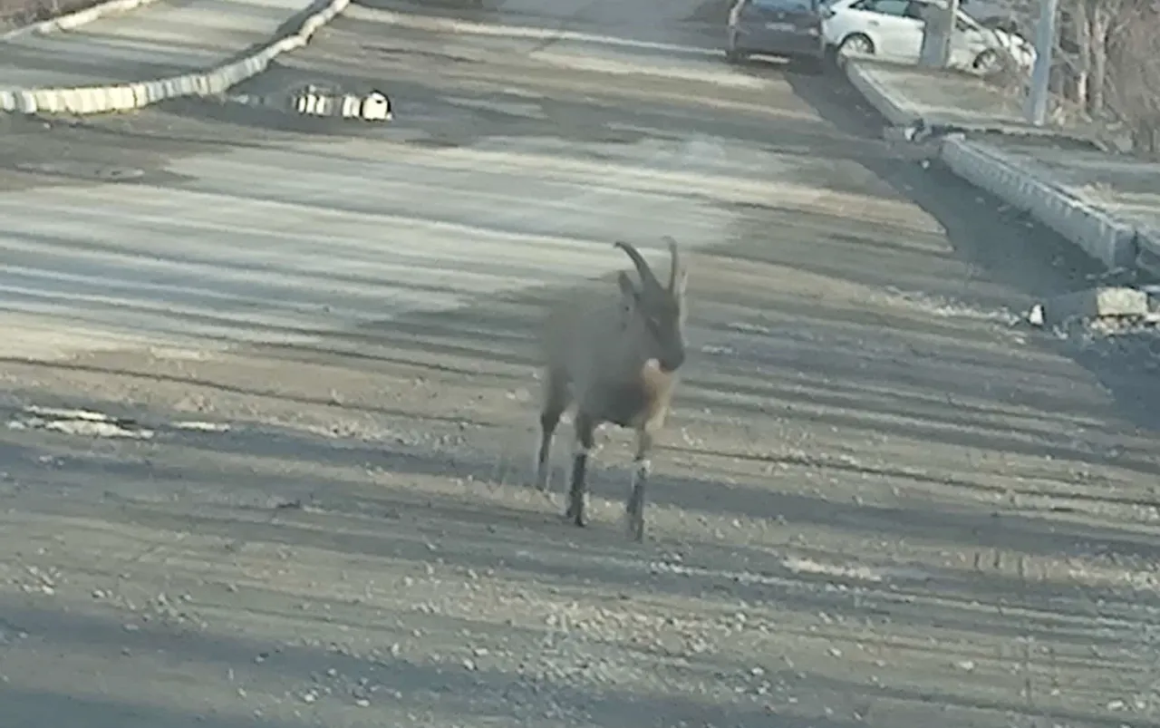 Dağ keçisi ilçe merkezine indi! Vatandaşlar güne şaşkınlıkla başladı