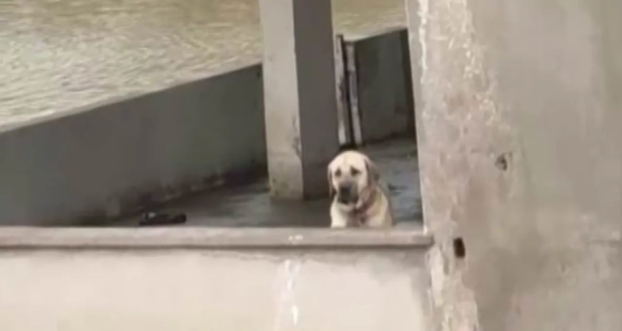 Diyarbakır'da sel sularının ortasında kalan köpeği vatandaşlar botla kurtardı