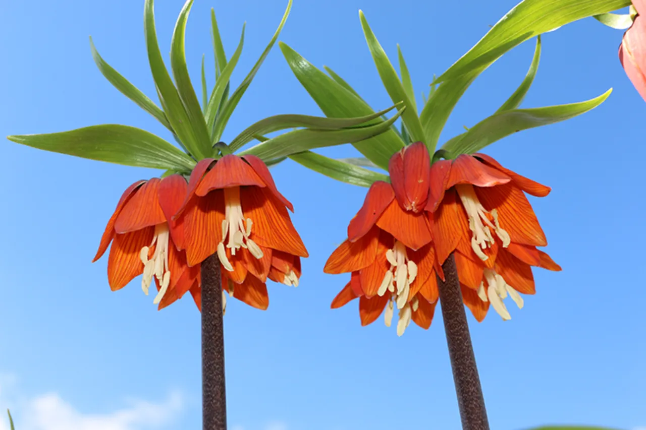 Koruma altında! Bu çiçeği koparana araba fiyatında ceza kesiliyor