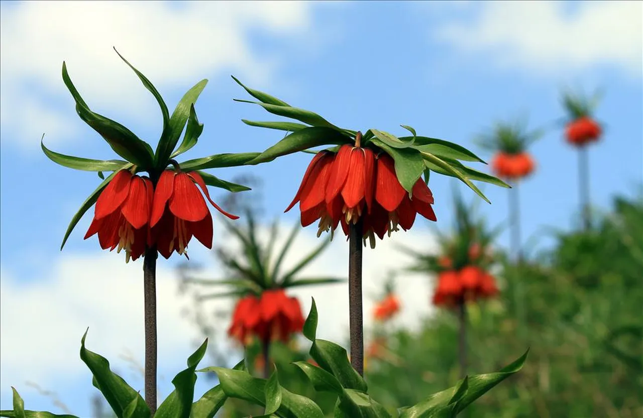 Koruma altında! Bu çiçeği koparana araba fiyatında ceza kesiliyor