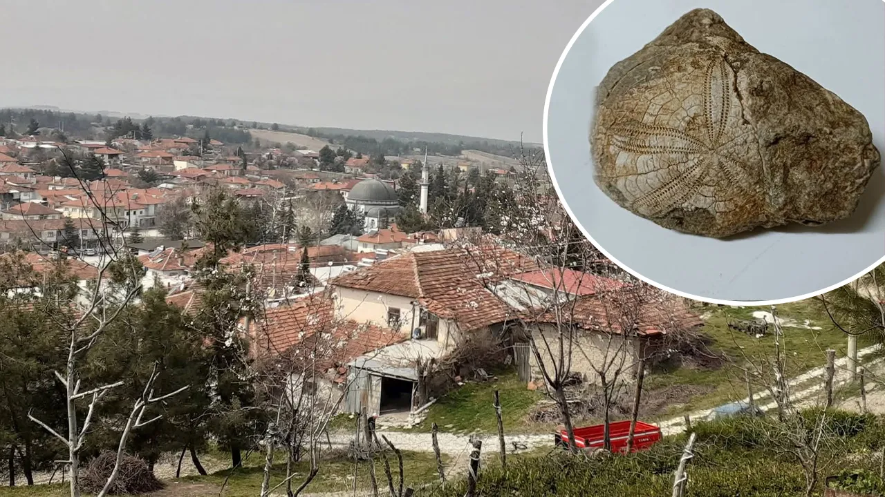 Milyonlar yıllık deniz yıldızı fosili bulundu