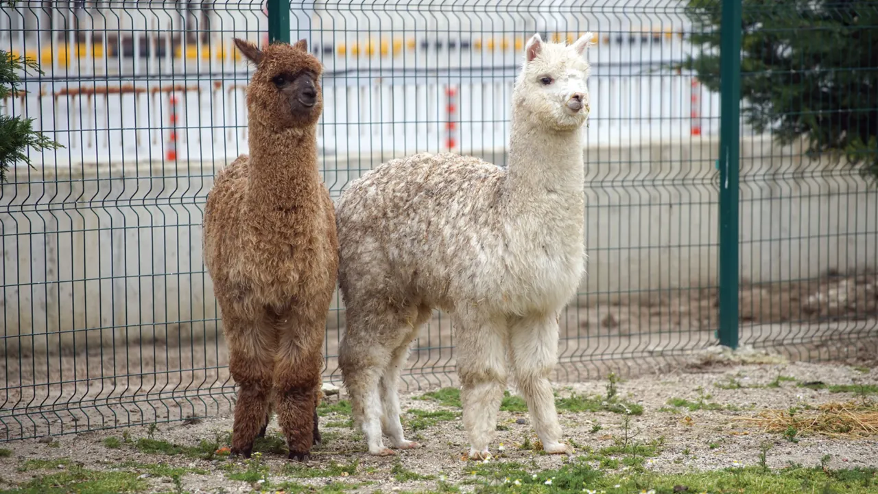 Minibüste alpaka! İpsala Sınır Kapısı’nda ele geçirildi